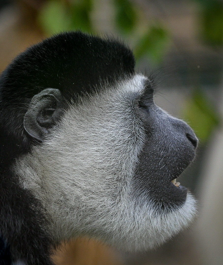 Black and White Colobus Monkey